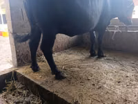 Vaca, Swiss cattle — foto 7