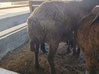 Oveja, Arabi sheep — foto 3