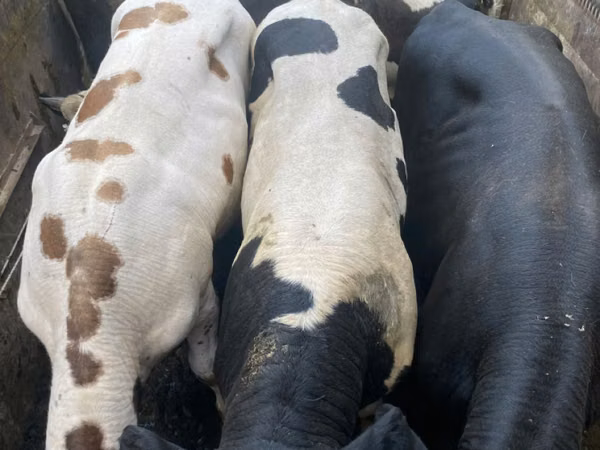 Buqa, Russian Black pied cattle