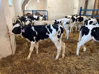 Bulle, Holstein-Rasse — Foto 2