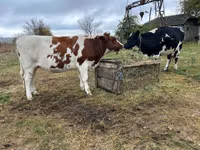 Vacă, Russian Black pied cattle — foto 2