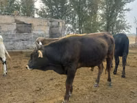 Buğa, Russian Black pied cattle — foto 4
