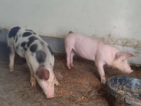 Scroafă, Porci