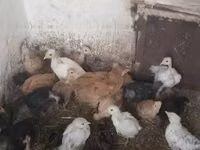 Chickens — photo 2