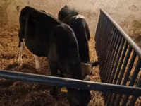 Buqa, Russian Black pied cattle — 6-rasm