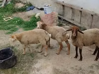 Qoç, Qoyunlar — foto 3