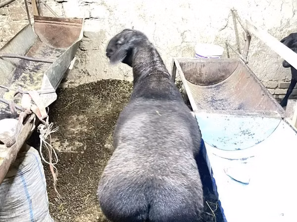 كبش, Hissar sheep