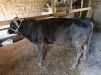 Toro, Ganado vacuno — foto 3