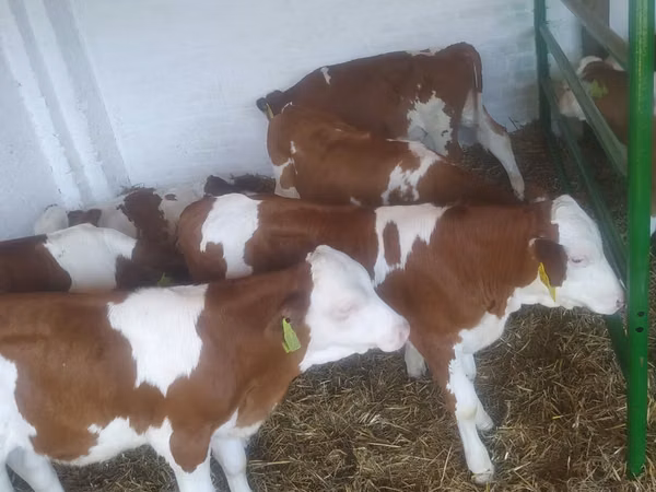 Qoramol (partiya, jinsi ko‘rsatilmagan), Simmental cattle