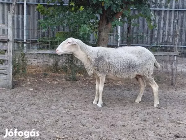 Ovelha, Lacaune sheep