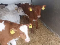 Toro, Simmental cattle — foto 4