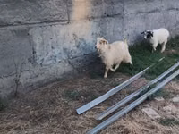 Bode, Cabras — foto 5
