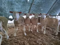 Qoʻy, Ile-de-France sheep — 1-rasm
