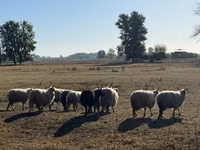 公羊, Racka sheep — 照片 2