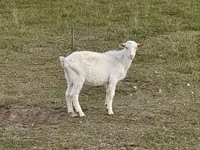 बकरा, Saanen goat — फ़ोटो 4