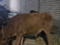 Vaca, Bovinos — foto 4