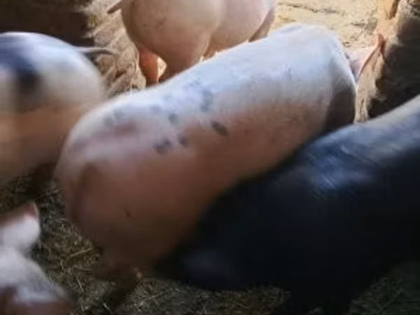 नर सूअर, 