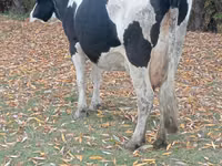 Vacă, Russian Black pied cattle — foto 2