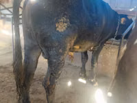 Bulle, Russian Black pied cattle — Foto 4