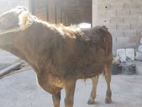 Buqa, Oq-bog'li — 2-rasm