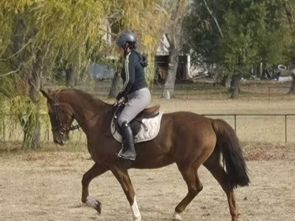 Yegua, Hungarian horse breed