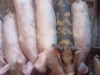 Scroafă, Porci — foto 1