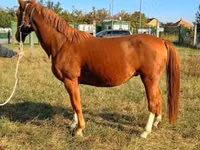 公马, Horses — 照片 5