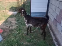 Capră, Nubian Goat — foto 2
