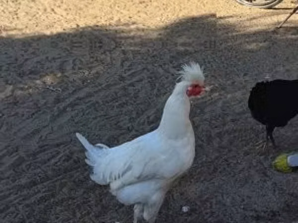 Kosovo Longcrower