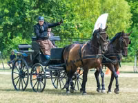 At, Nonius horse — foto 5