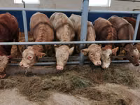 Toro, Hereford — foto 4