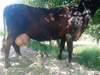 Cow, Cattle — photo 2