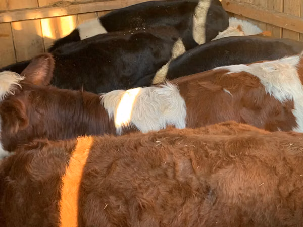 Bovine (lot, sex nespecificat), Simmental cattle