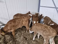 Buqa, Simmental cattle — 2-rasm