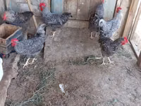 Poule slovène barrée — photo 7