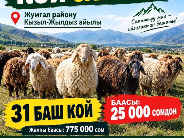 母羊, Sheep