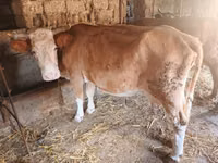 Kuh, Wilder Yak — Foto 6