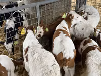 公牛, Simmental cattle — 照片 5