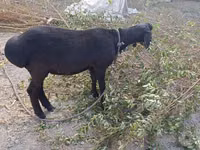 Qoyun, Hissar sheep — foto 1