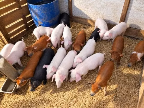 Schweine (Partie, Geschlecht nicht angegeben), Schweine