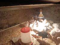 Turkeys — الصورة 2