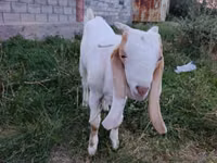 Țap, Gulabi goats — foto 1