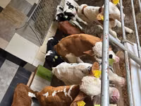 公牛, Simmental cattle — 照片 1