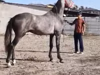 Cal, Horse breed — foto 1