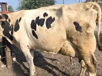 بقرة, Swiss cattle — الصورة 3