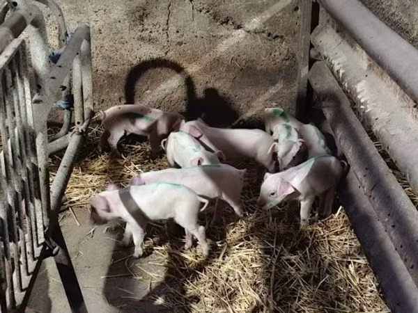 Säue, Schweine