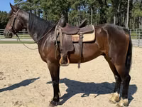 Cavalo, Morgan — foto 4