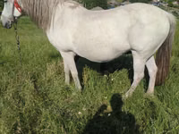 Yegua, Caballos — foto 4