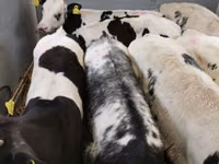 Bovins (lot, sexe non indiqué), Simmental cattle — photo 5