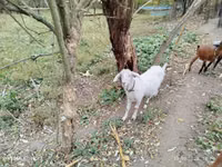 Goat, Nubian Goat — photo 2